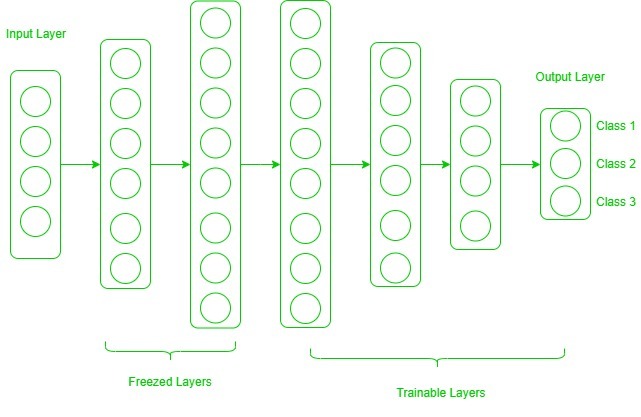 Freezed and Trainable Layers