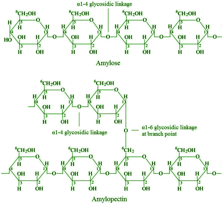 polysaccharides glycogen