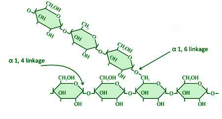 polysaccharides glycogen