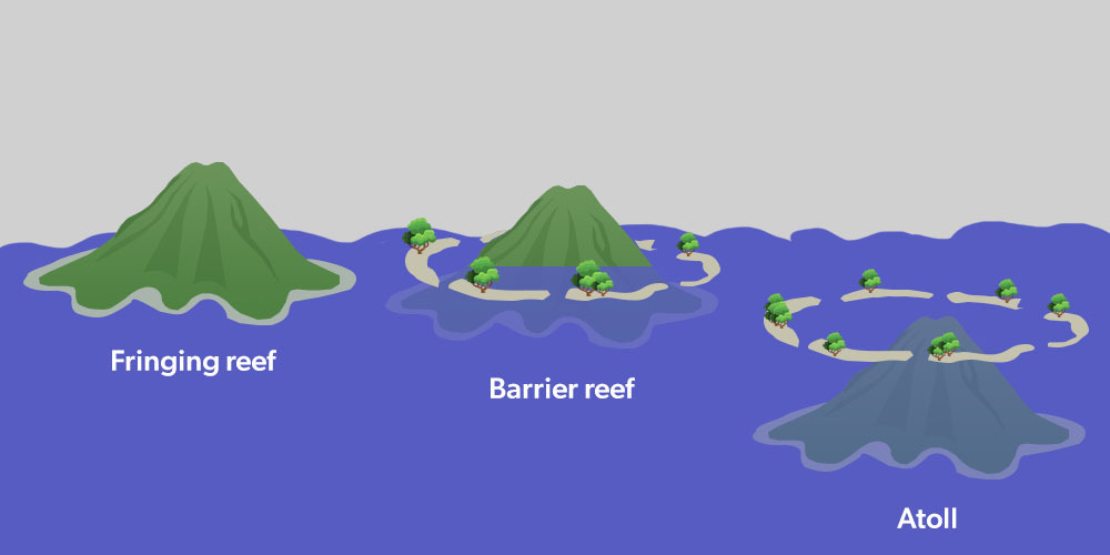 Coral Reef Structure Diagram