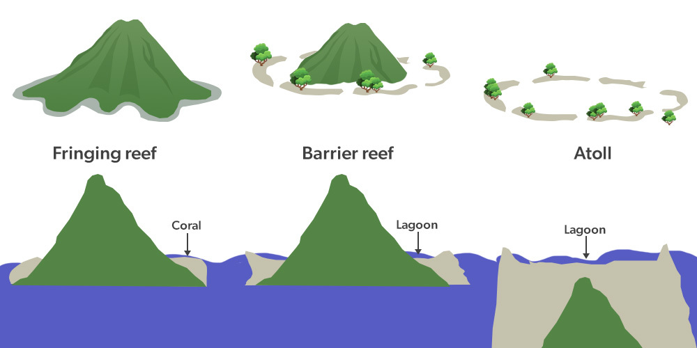 Types of Coral Reefs (8.3.1) | CIE A-Level Geography Notes | TutorChase