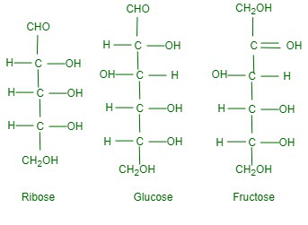 basic carbohydrate structure