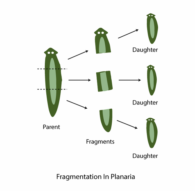 Asexual Reproduction – Definition, Characteristics, Types, Examples ...