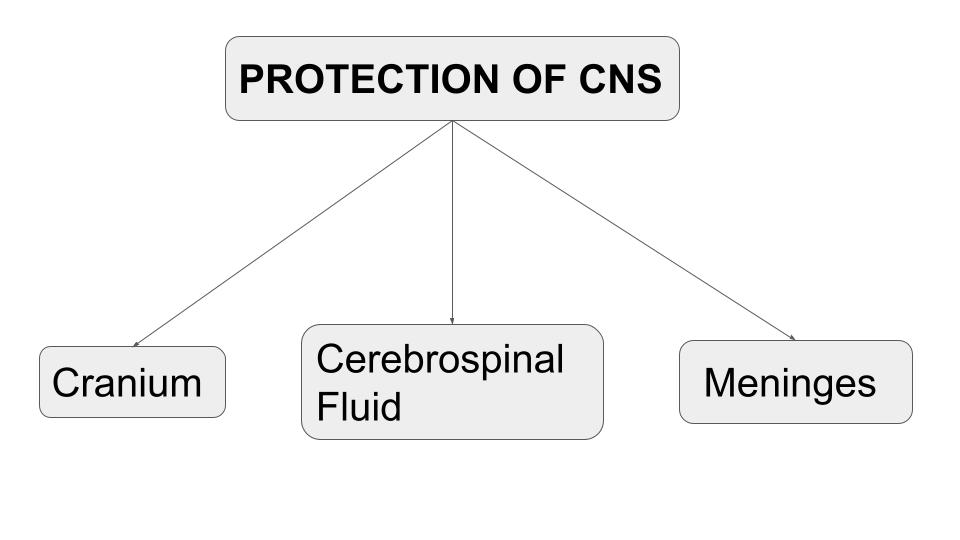 Protection of CNS