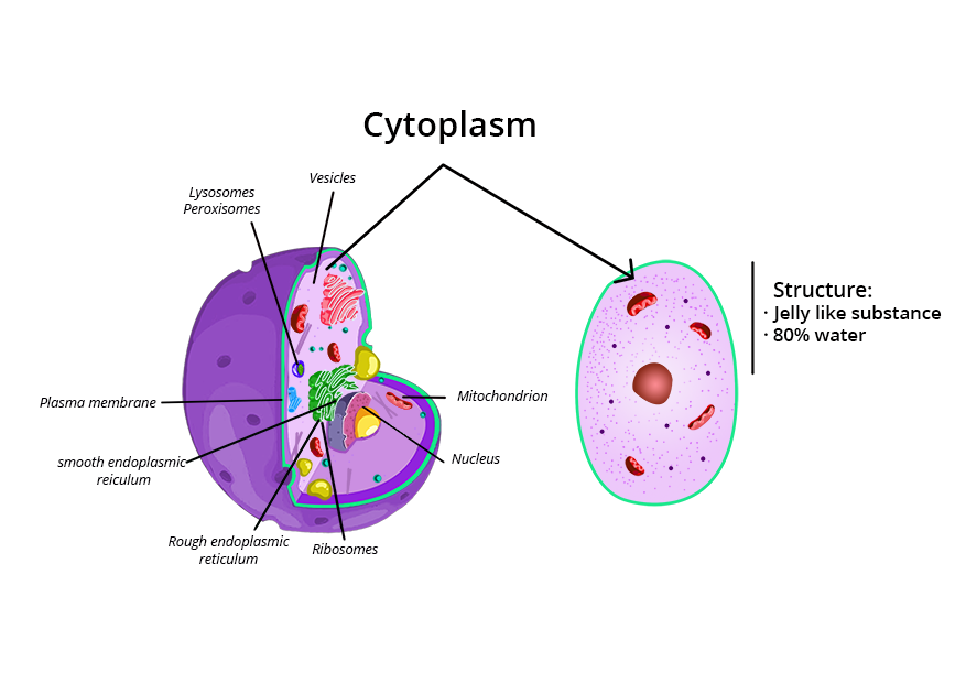 Cytoplasm And Nucleus Overview Structure Functions Examples 