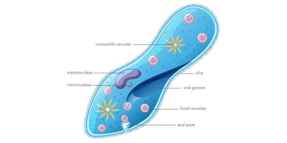 Protozoa are grouped as eukaryotes. They are single-celled ...