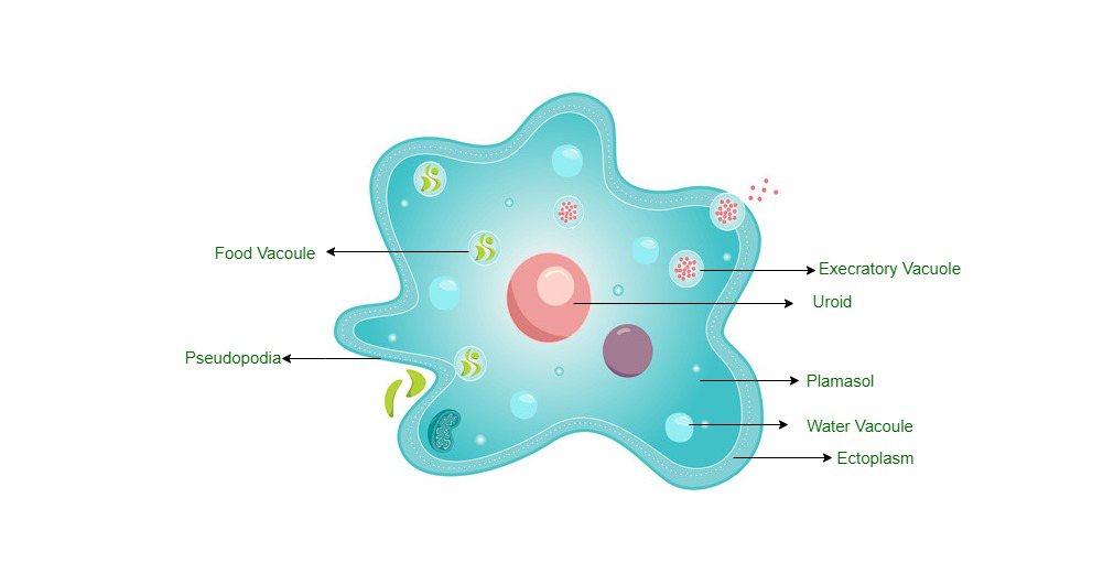 protozoan cell diagram