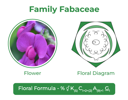 Fabaceae - Overview, Characteristics, Classification, Importance -  GeeksforGeeks