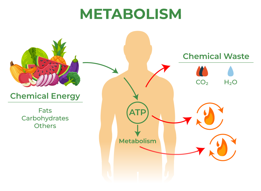 Metabolic function