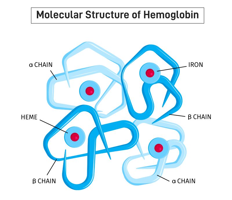 oxygen heme bound to hemoglobin