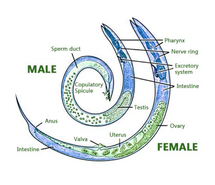 Nematode Structure Classification And Characteristics GeeksforGeeks