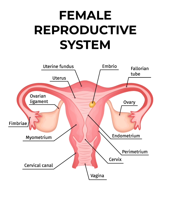 Human Reproductive System GeeksforGeeks Human Reproductive System GeeksforGeeks