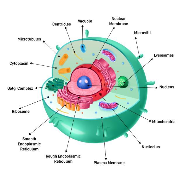 Cell Coloring Worksheet Answers