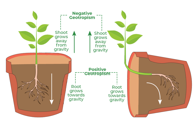 Phototropic Design Movement Due to Growth in Plants - GeeksforGeeks