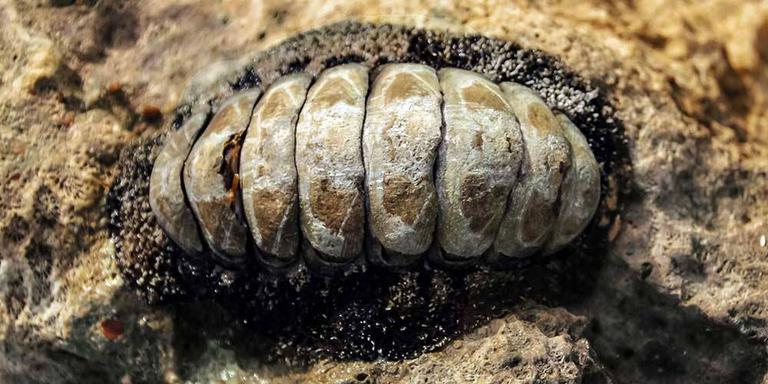 Phylum Mollusca - GeeksforGeeks