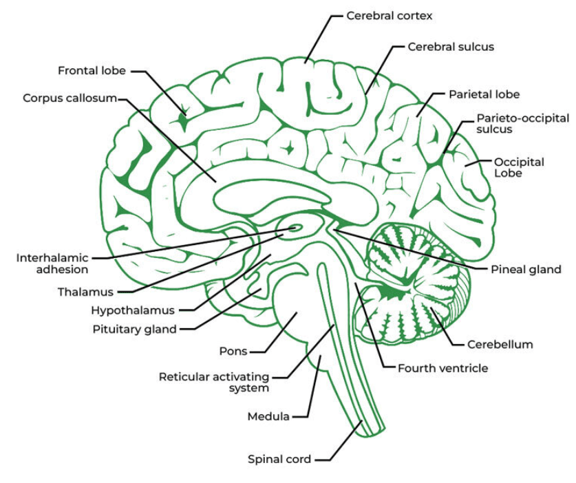 Human Brain Diagram Unlocking The Secret Of Speech Unique Human Brain