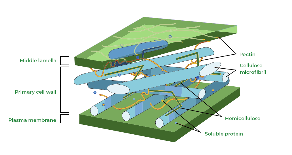 Cell Wall GeeksforGeeks