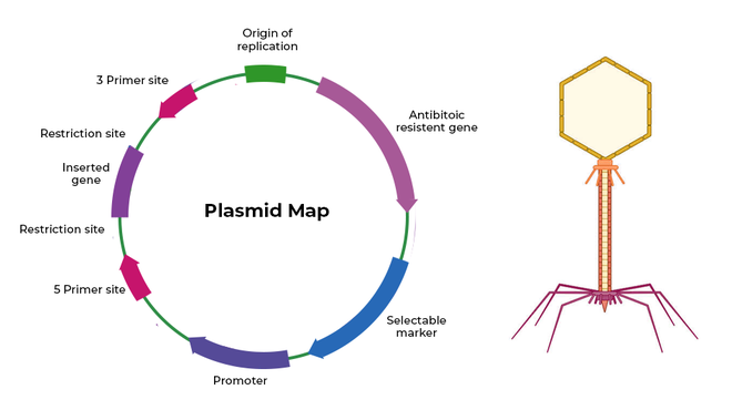 Recombinant DNA Technology - GeeksforGeeks