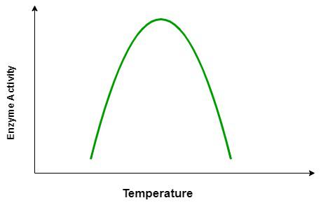 Enzyme-Temperature