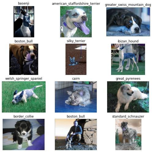 How to easily build a Dog breed Image classification model