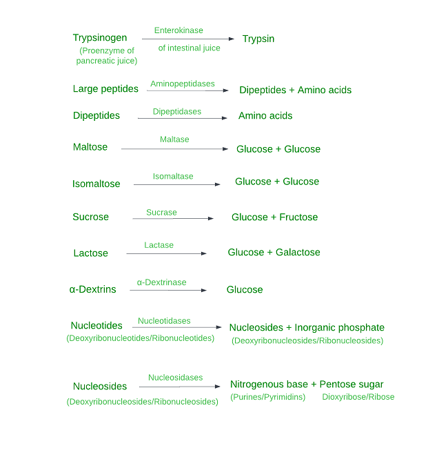 Action of Intestinal Juice