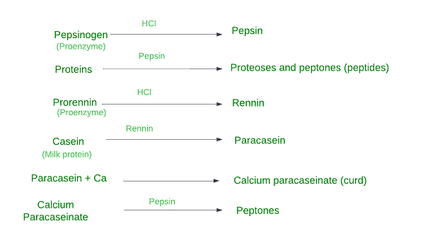 Action of Gastric Juices