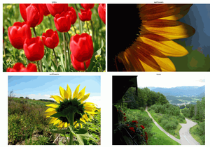 Visualize the Flower Dataset using Tensorflow - Python - GeeksforGeeks