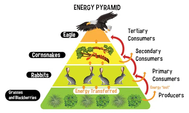 5 level food chain pyramid