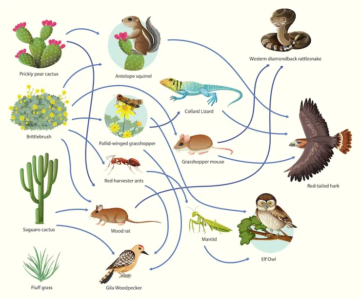 Chapter 11 Food Webs Powered by the Sun  Just Right