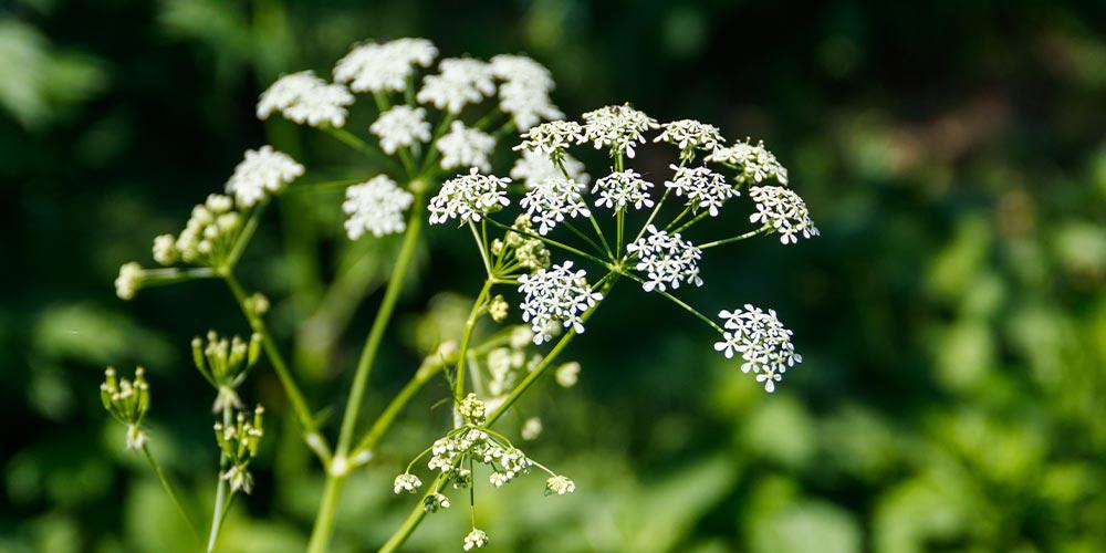 Water Hemlock