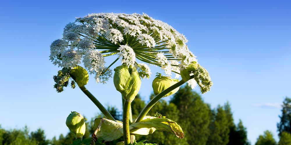 Giant Hogweed