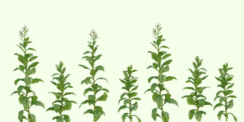 Tobacco (Nicotiana tabacum)