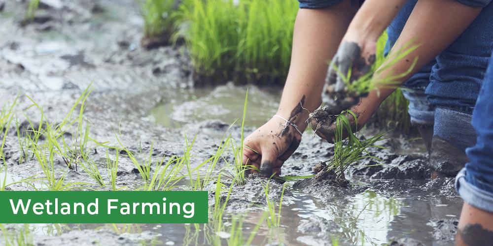 Wetland farming