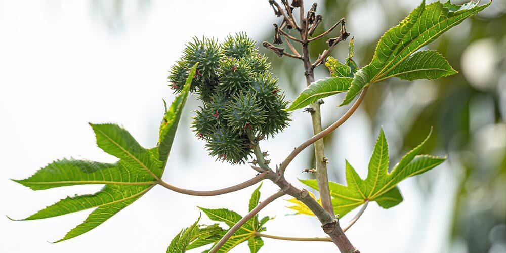 Castor Oil Plant