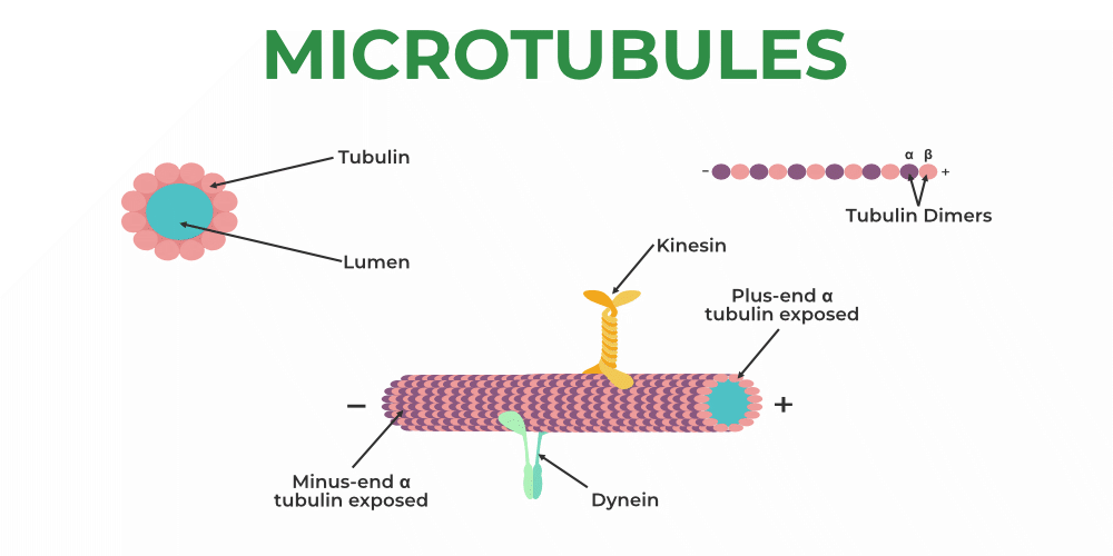 Cytoskeleton Anatomy Function And Structure Cytoskeleton Structure And Cytoskeleton Anatomy Function And Structure Cytoskeleton Structure And