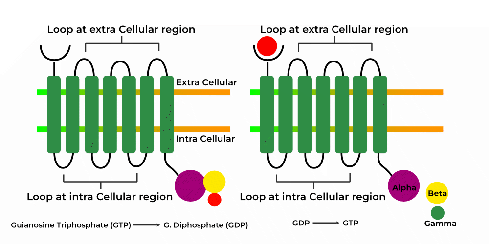 Gpcr Signaling Pathway Receptor And Regulation