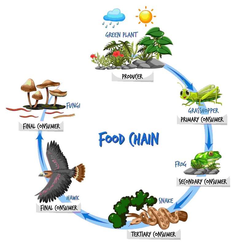 What Is Ecosystem Definition Structure Types And Functions What Is Ecosystem Definition Structure Types And Functions