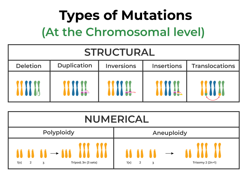 Mutation GeeksforGeeks