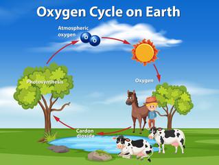 Oxygen Cycle