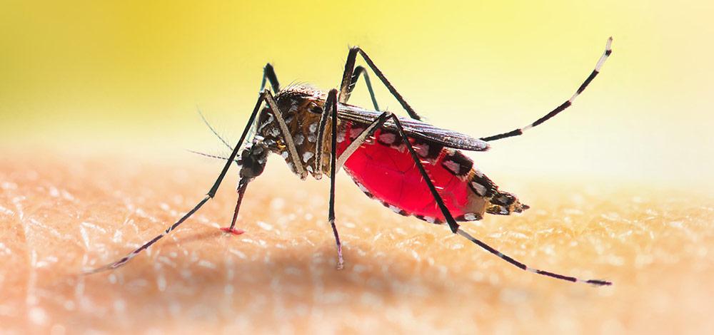 Mosquito- Deadliest Animal in the World 