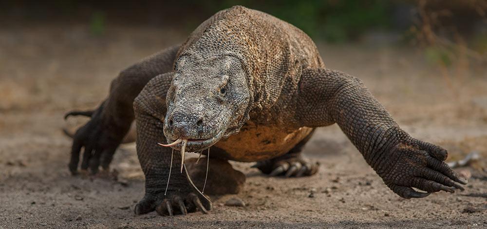 Komodo Dragon- Tenth Deadliest Animal in the World 