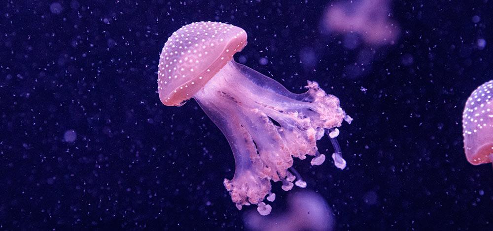 Jellyfish