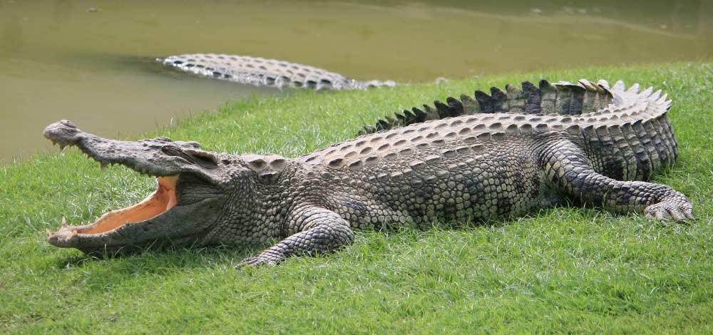 Saltwater Crocodile- Ninth Deadliest Animal in the World 