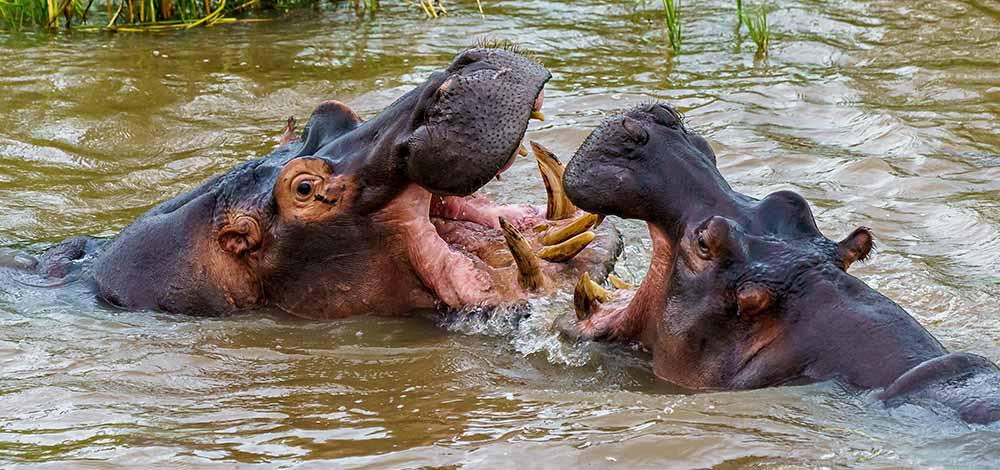 Hippopotamus- Eighth Deadliest Animal in the World 