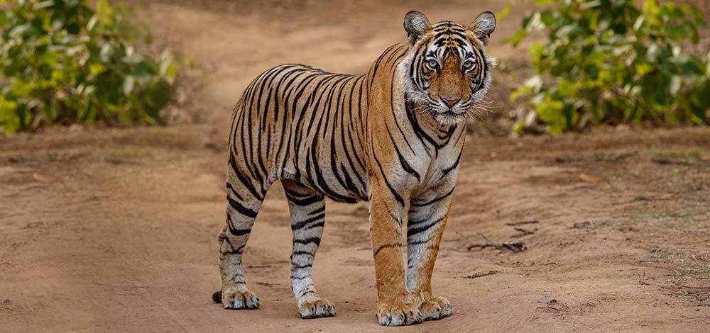 Tiger- Seventh Deadliest Animal in the World 