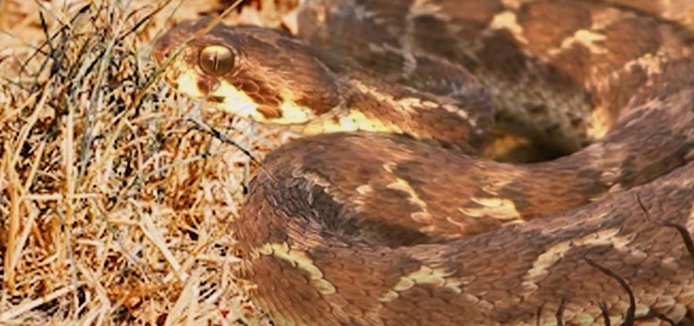 Indian Saw-Scaled Viper - Fifth Deadliest Animal in the World 