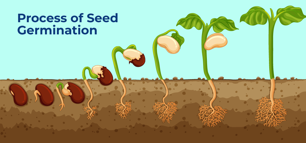 germination of seeds