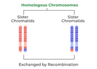 Difference Between Homologous Chromosomes and Sister Chromatids