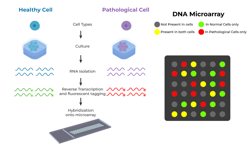 Microarray Analysis