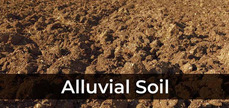 Why does Alluvial Soil differ in texture?